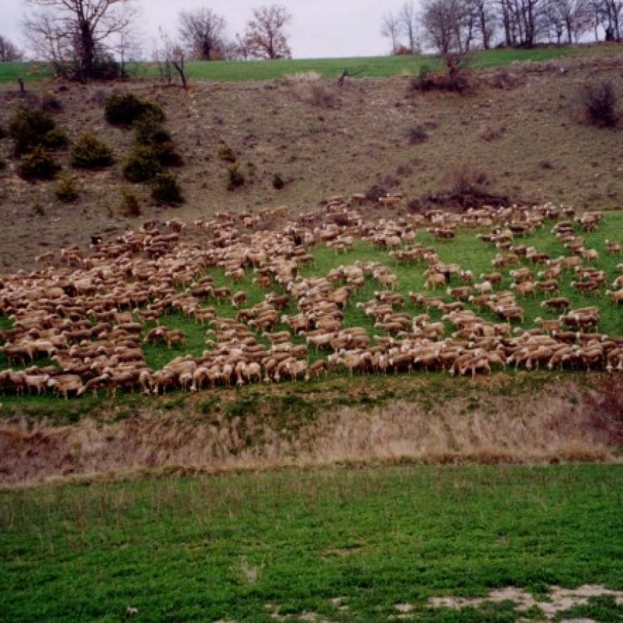 Un troupeau de brebis laitières pour Roquefort